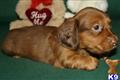 Dachshund