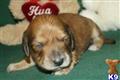 Dachshund