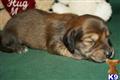 Dachshund