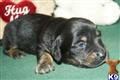 Dachshund