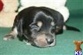 Dachshund