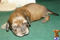 Dachshund