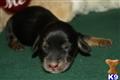 Dachshund