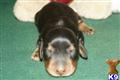 Dachshund