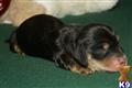 Dachshund