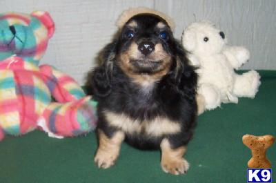 Puppies in AR