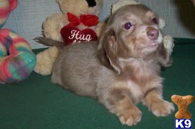 Puppies in AR