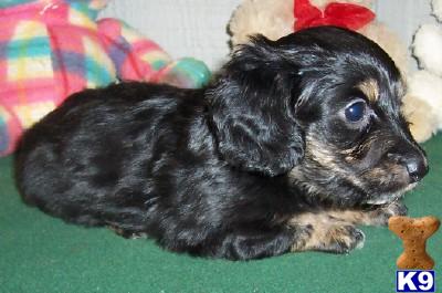 Puppies in AR