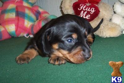Puppies in AR