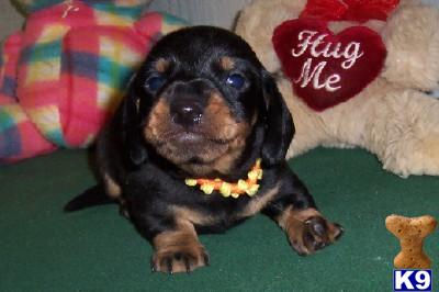 Puppies in AR