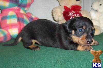 Puppies in AR