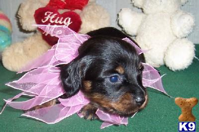 Puppies in AR