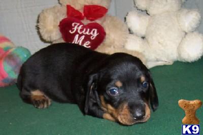 Puppies in AR