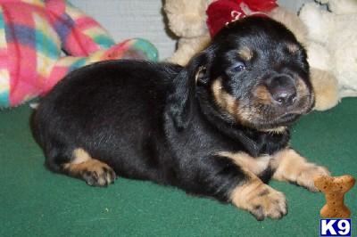 Puppies in AR