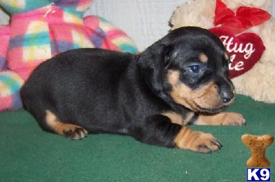 Puppies in AR