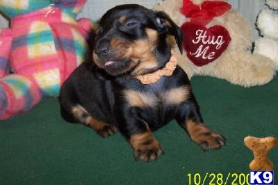 Puppies in AR
