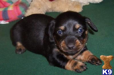 Puppies in AR