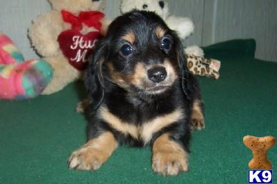 Puppies in AR