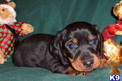 Puppies in AR