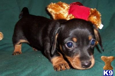 Puppies in AR