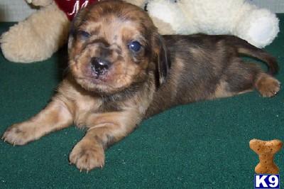 Puppies in AR