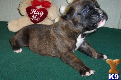 Puppies in AR