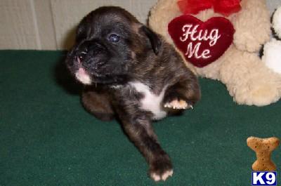 Puppies in AR