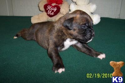 Puppies in AR