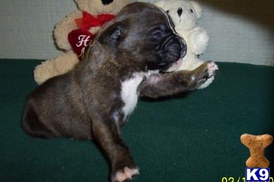 Puppies in AR