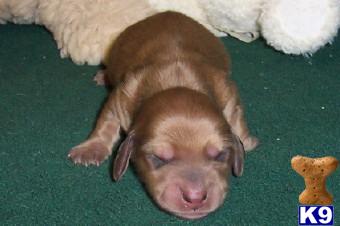 Puppies in AR