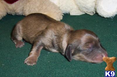 Puppies in AR