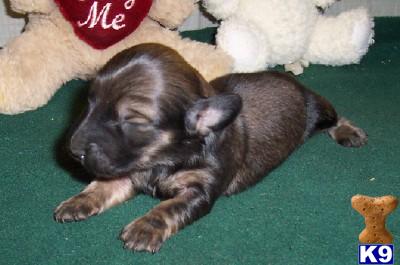 Puppies in AR