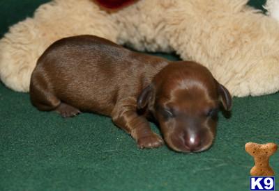 Puppies in AR