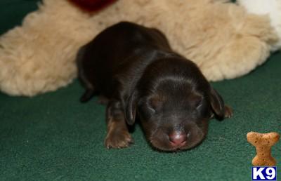 Puppies in AR