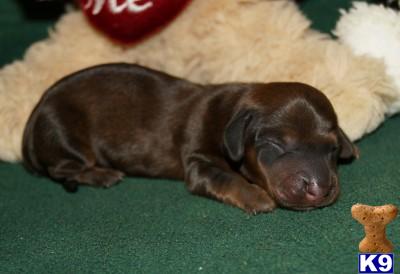 Puppies in AR