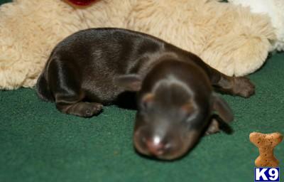 Puppies in AR
