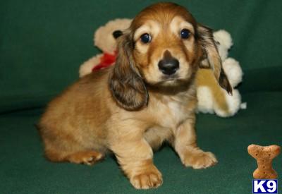 Dachshund Puppies