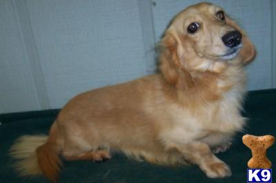 Dogs for Sale