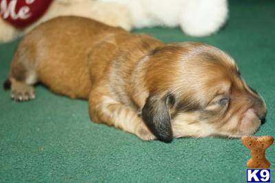 Puppies in AR