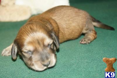 Puppies in AR