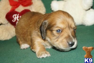 Puppies in AR