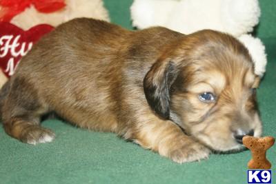 Puppies in AR