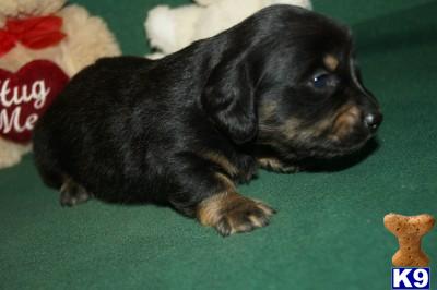 Puppies in AR