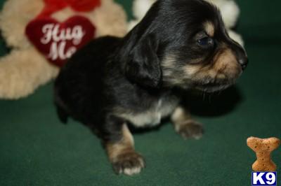 Puppies in AR