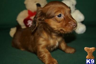 Puppies in AR