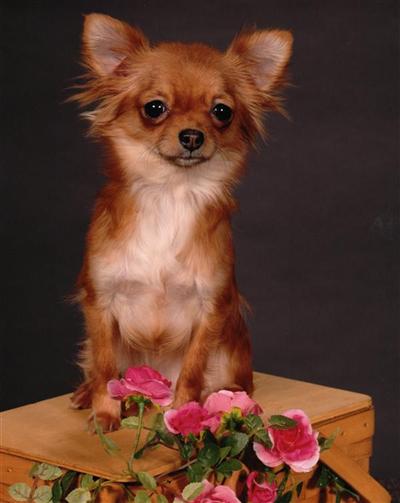 Dogs for Sale in OR