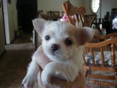 Dogs for Sale in OR