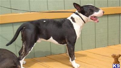 Stud Dogs - Bull Terrier