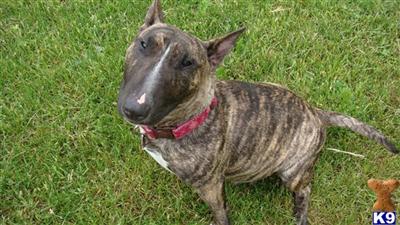 Bull Terrier Puppies for Sale