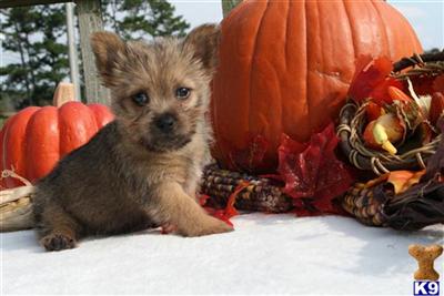 Norwich Terrier Puppies for Sale